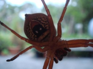spider