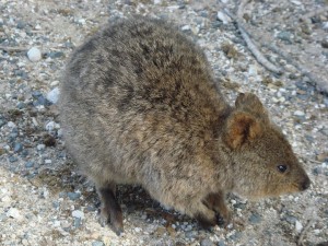 quokka