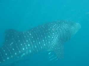 whale shark